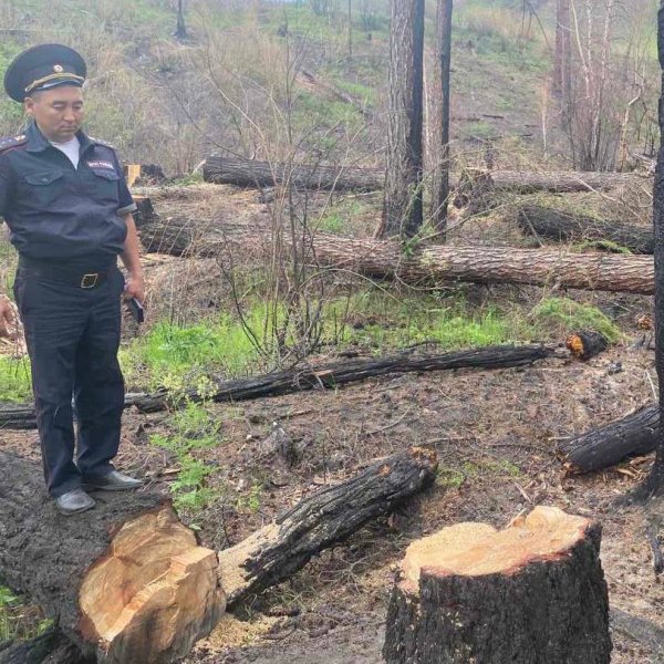 В Туве сотрудниками полиции выявлен факт незаконной рубки лесных насаждений в особо крупном размере